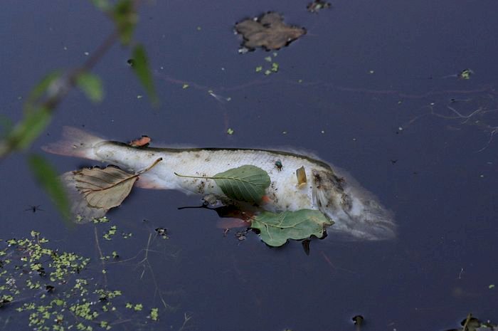 Ribuan Ikan Mati di Embung Penyengat Olak Diduga Akibat "Bekarang"