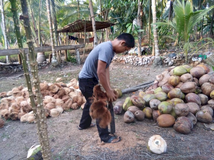 Harga Rp800 Per Biji, Petani Kelapa Menjerit