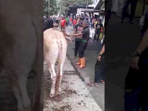 Tukang Jagal di Cengkareng Ditendang Sapi Kurban Gigi Rontok Lima
