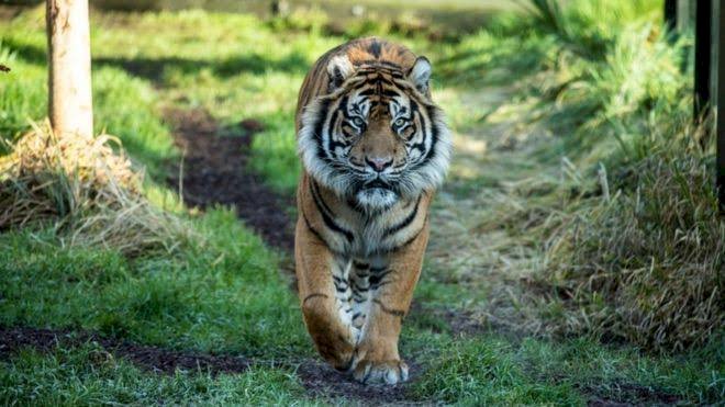 Harimau Teror Warga Muara Siau Merangin