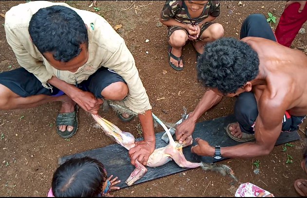 MIRIS! Kelaparan Warga Suku Anak Dalam Makan Monyet