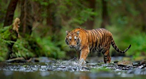Tiga Warga Tewas Diterkam Harimau Sumatera di Riau