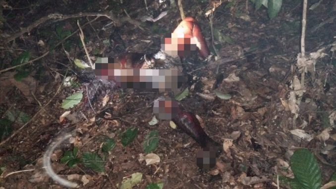 Warga Tebo Jambi Geger Temukan Mayat Hangus Terbakar di Kebun Karet