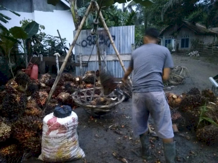 Harga TBS Naik Tapi Buah Trek, Petani: Nggak Ada Artinya!