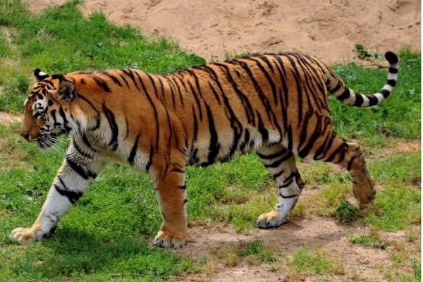 Warga Lahat Sumatera Selatan Tewas Diterkam Harimau