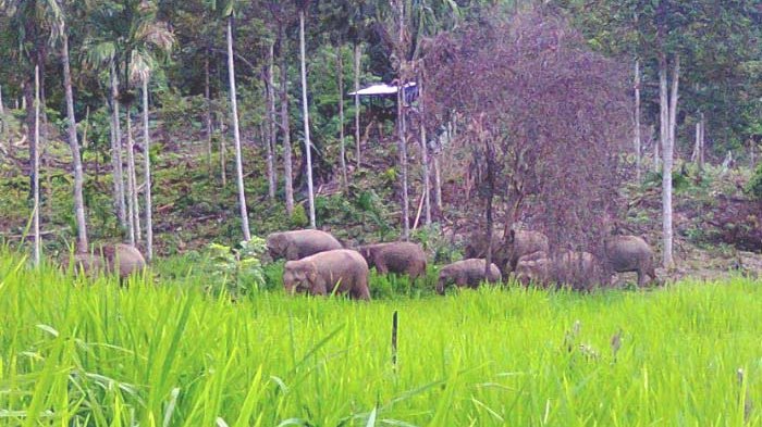 Gajah Liar Rusak Sawah Warga Desa Tanjung Bojo Tanjabbar