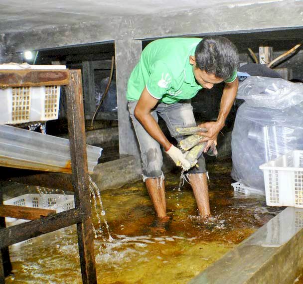 Dampak Corona, Nelayan Udang Ketak Menjerit, Penampung Terancam Bangkrut