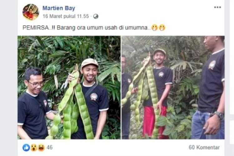 Viral Pete Raksasa, Mau Anda Coba Memasaknya?